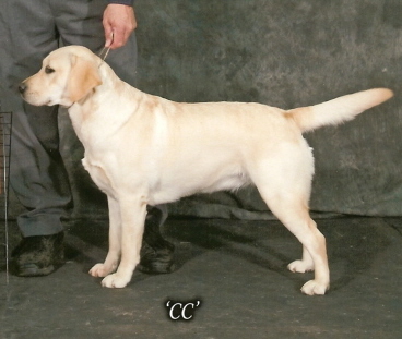 'C.C.'