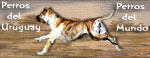 Directorio Canino GRATUITO - FREE Dog Directory