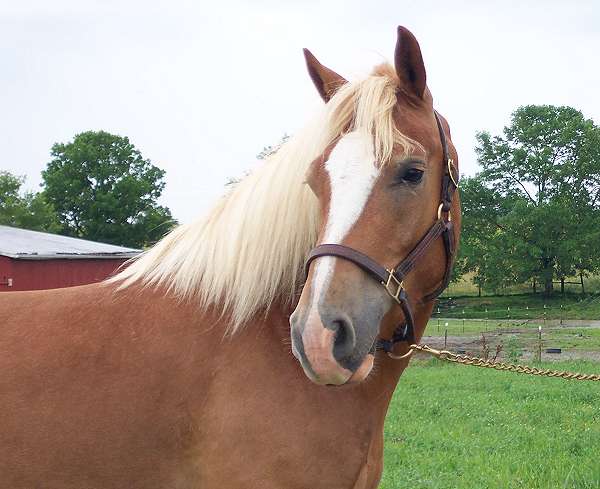 &copy Cedar Lane Farm