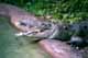  How many species must be killed? 