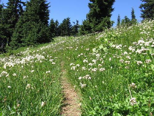 flowers on the PCT