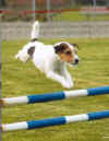 keeshajump2002.jpg (6030 bytes)