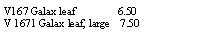 Text Box: V167 Galax leaf                6.50V 1671 Galax leaf, large    7.50