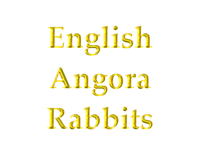 English Angora Rabbits