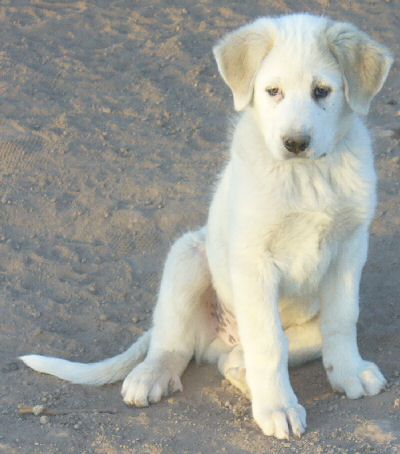 Apollo