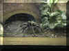 tarantula