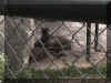 big cats