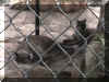 big cats