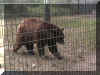 a bear (duh)