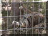 sleping tiger