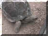 turtles