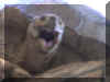 yawning turtle