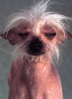 Bad Hair