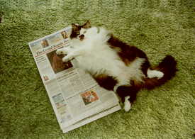 Paperweight cat
