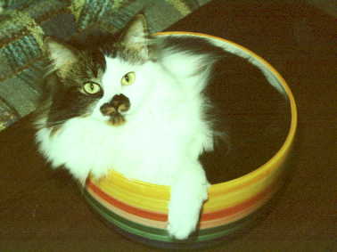 Bowlcat