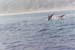 45_BALI_DolphinsLovina