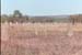 55_More_termite_mounds