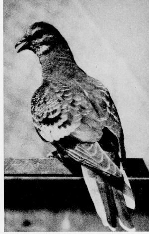 A view of the Passenger Pigeon's back