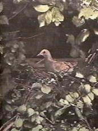 On her Nest...shhh, don't want to scare this one