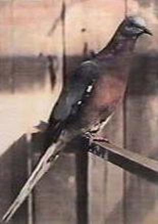 The last living male Passenger Pigeon