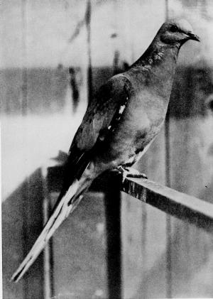 The last living male Passenger Pigeon