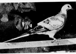 A perched Wild Pigeon