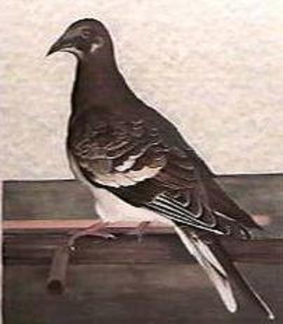 The Passenger Pigeon