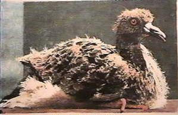 A rare view of a Passenger Pigeon squab