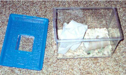 cricket cage
