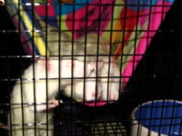 cages