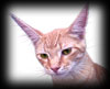 Cat with Ears