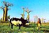 baobab7.gif