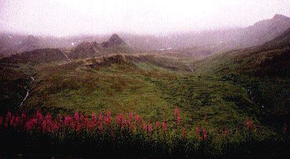 fireweed lines the road as we slowly decend 