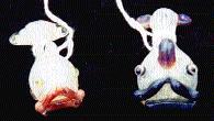 more animal pieces