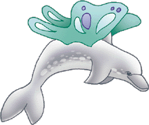 Fin