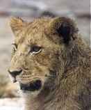 lion