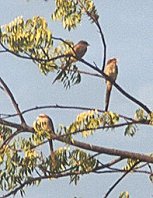 long-tailed_shrike