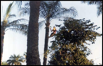 palmwine_harvesting