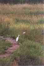 cattle_egret