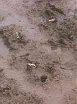 crabs