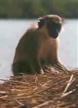 monkey