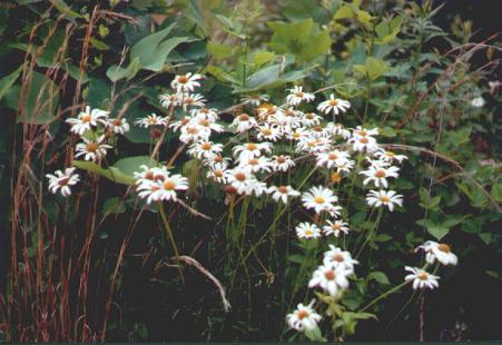 Pretty Daisies