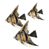 Fish 02