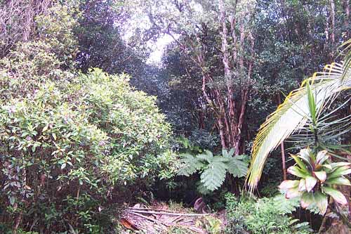 Pahoa Land