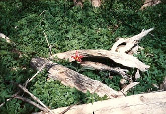 Red Flower