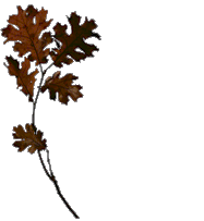 twig