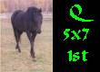 montage - a 5x7 of Q juxtaposed
