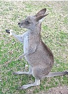 Kangaroo or Wallaby?
