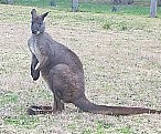 Wallaby
