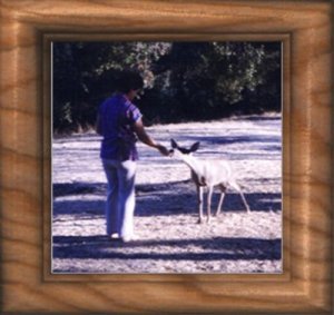 dotdeer.jpg